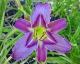 Flower of daylily named Blue Venture