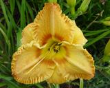Flower of daylily named Bubbling Brown Sugar