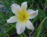 Flower of daylily named Heavenly Lace