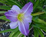 Flower of daylily named Hundreth Anniversary