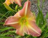 Flower of daylily named Hello Dolly