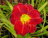 Flower of daylily named Hearts Of Fire