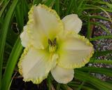 Flower of daylily named Heaven's Glory