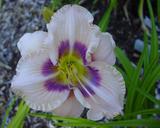 Flower of daylily named Huckleberry Candy