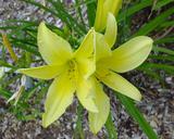 Flower of daylily named Hyperion