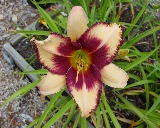 Flower of daylily named Border Lord