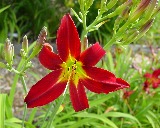 Flower of daylily named Hummingbird