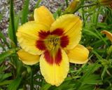 Flower of daylily named Happy Bandit
