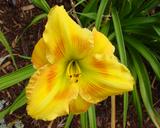 Flower of daylily named Bamboo Ruffles